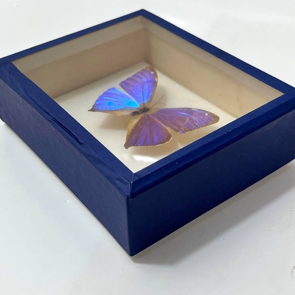 モルフォ蝶　標本　巨大 Amazon.co.jp: ジャイアントブルーモルフォ蝶標本、本物の